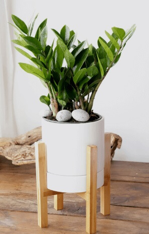 돈이 들어오는 식물