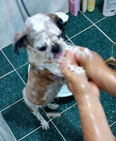 산책후 목욕하고 있는 별이 사진