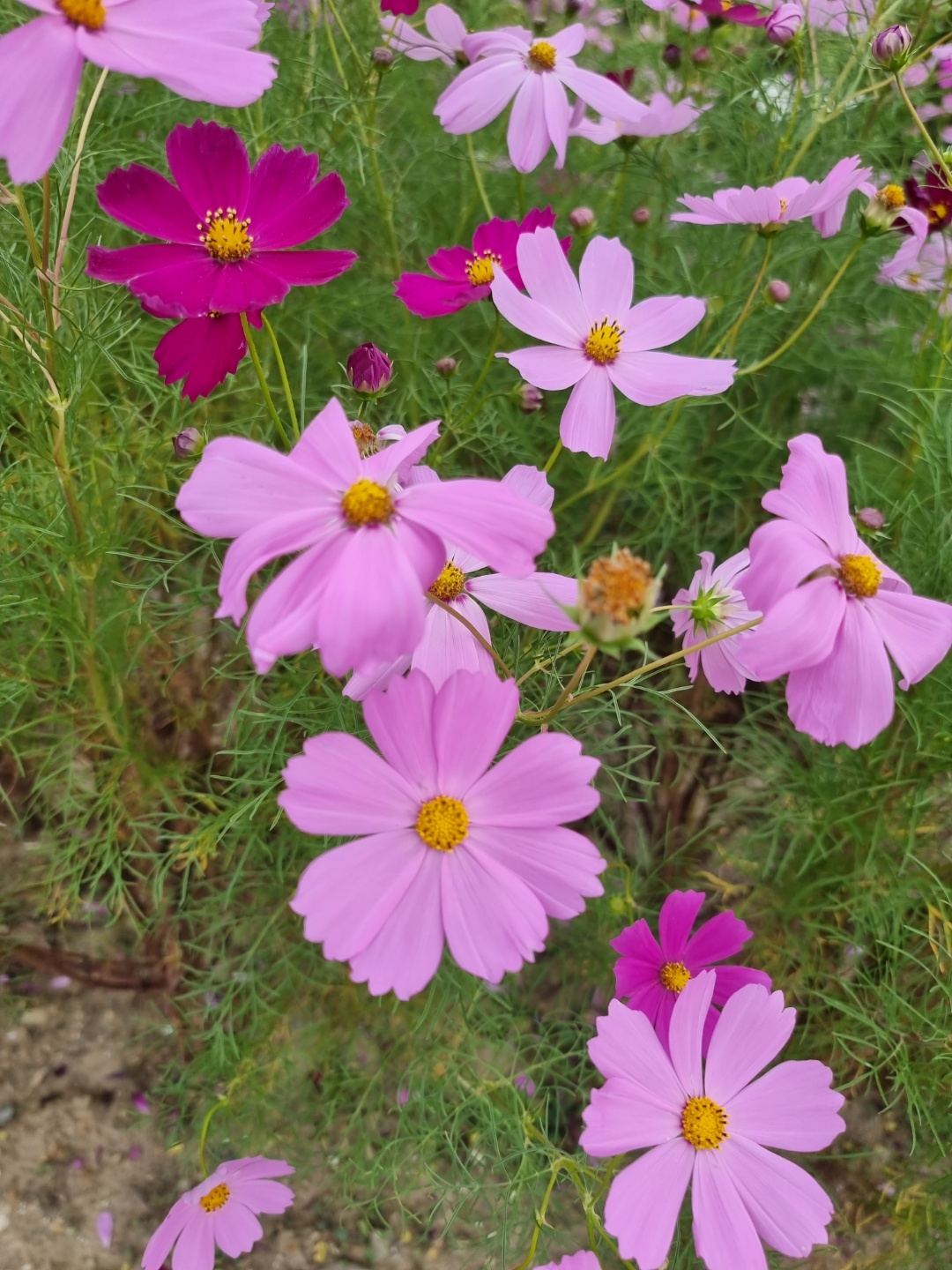 가덕 코스모스 (청주 코스모스길)