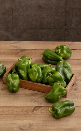 피망 재배 파종 시기 지주 설치 통풍 확보 병해 예방_3