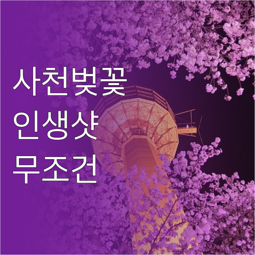 사천 벚꽃 명소 베스트 3 선진리성 ..