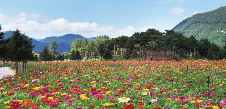 2024년 자라섬 꽃 페스타 일정