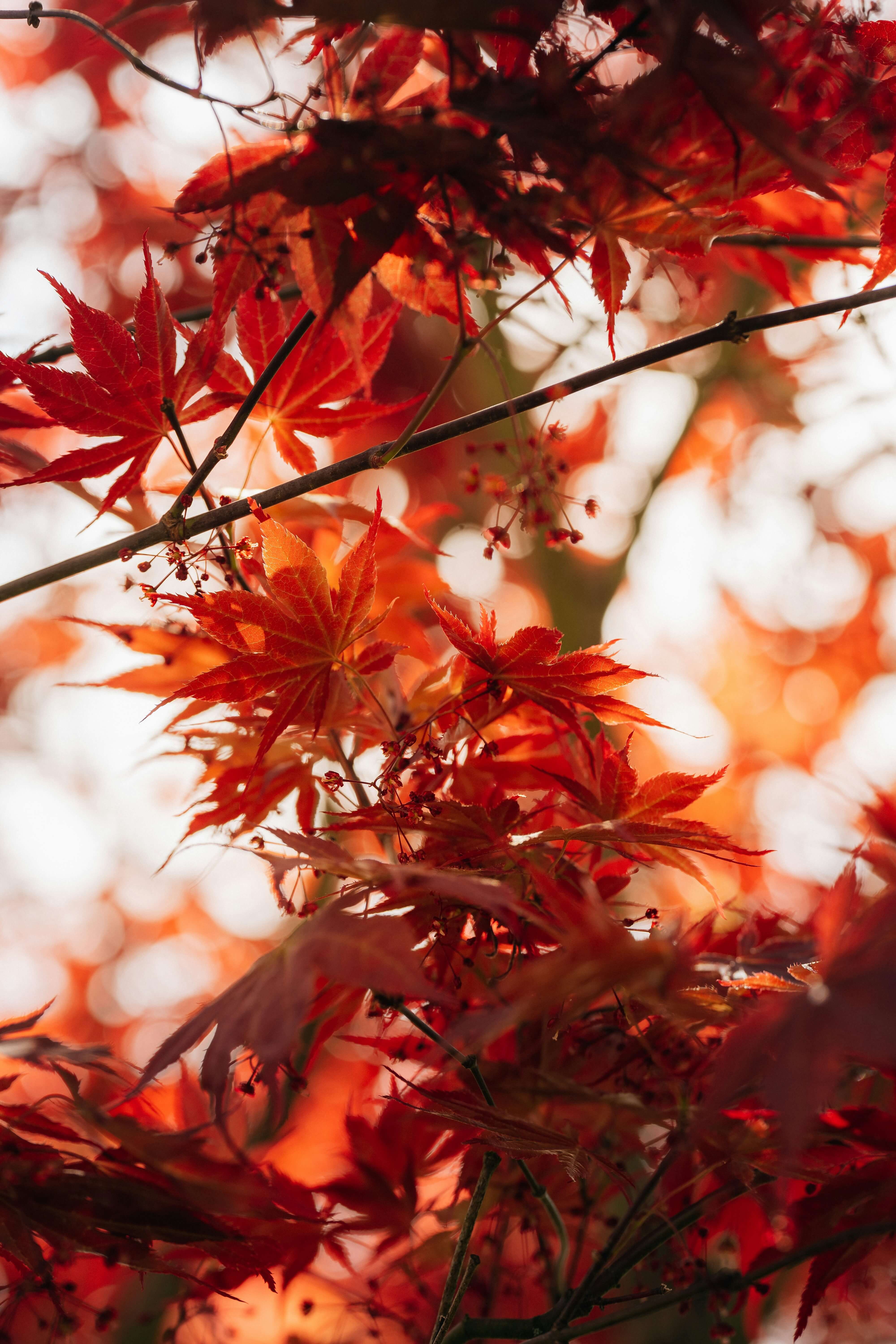 화담숲 모노레일 대기 현장