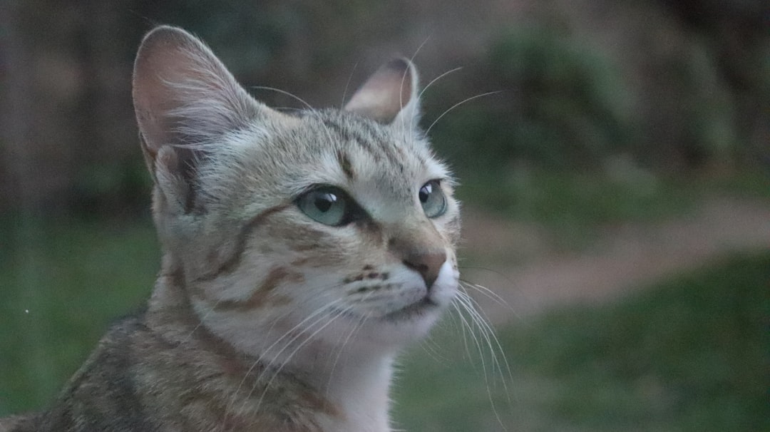Curiosity