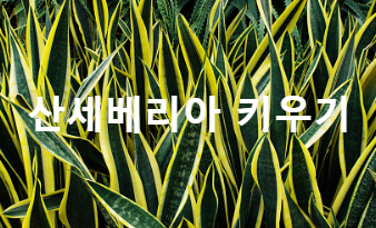 산세베리아키우기. 사무실에서 키우기 쉬운 식물 키우기