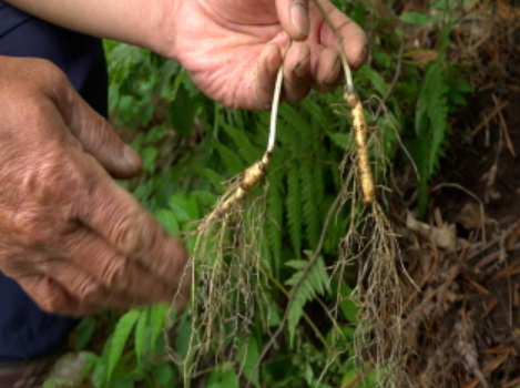 자연인휘귀약초