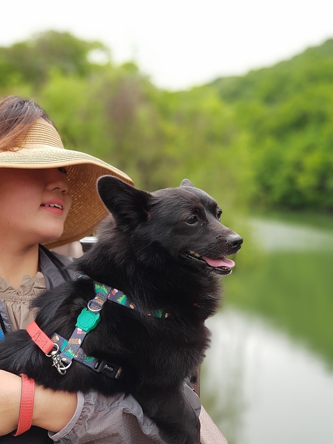 세종 애견 동반 카페 추천