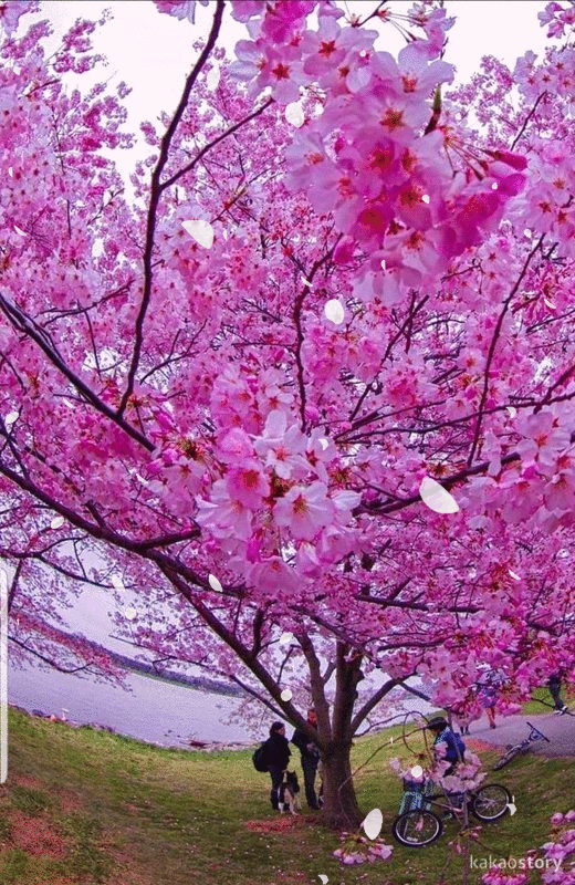 양산 원동마을 매화축제 총정리 (개화 시기·축제 정보)