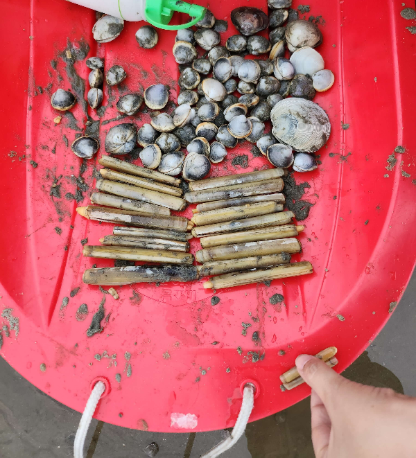 맛조개 달산포해수욕장