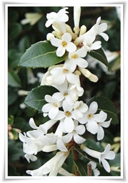 "금목서와 은목서" 한 번 맡으면 잊을 수 없는 가을 꽃의 향기!