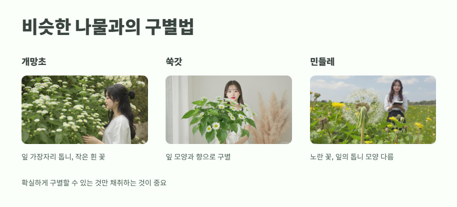 개망초 나물 모든 것 12