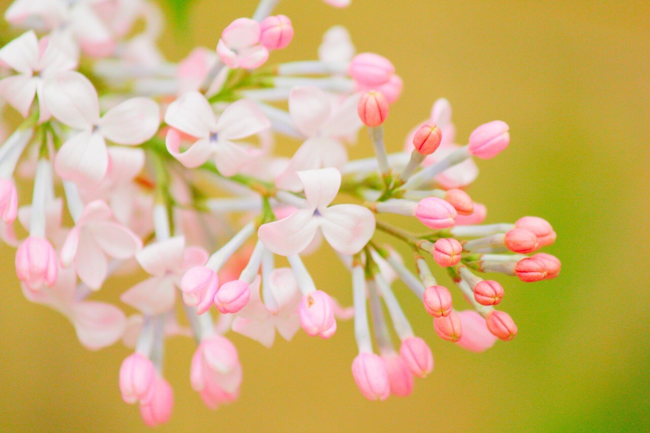 청명(淸明) 절기에 즐기는 봄나물 가이드