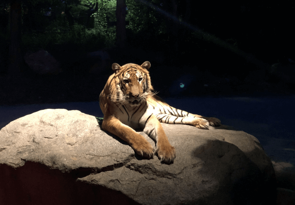 에버랜드 나이트사파리 후기 예약방법∙운영기간∙예매가격∙꿀팁 총정리