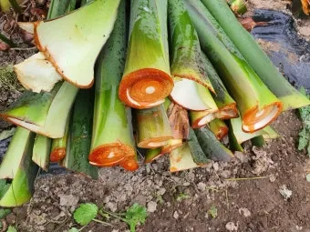 토란대 손질방법 말리는 방법을 정리_18