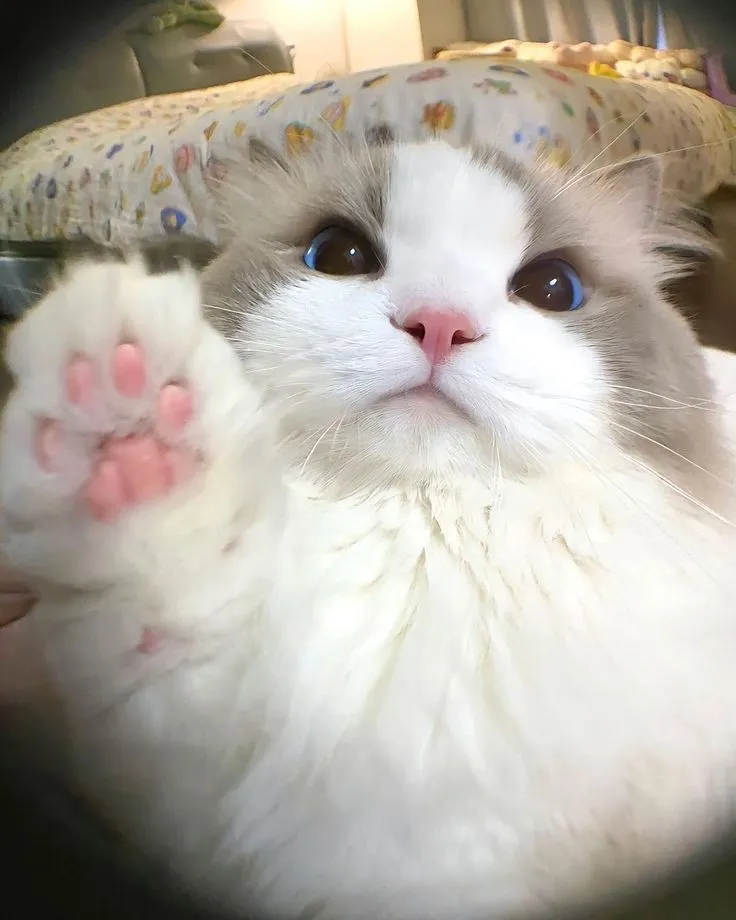 고양이-렉돌