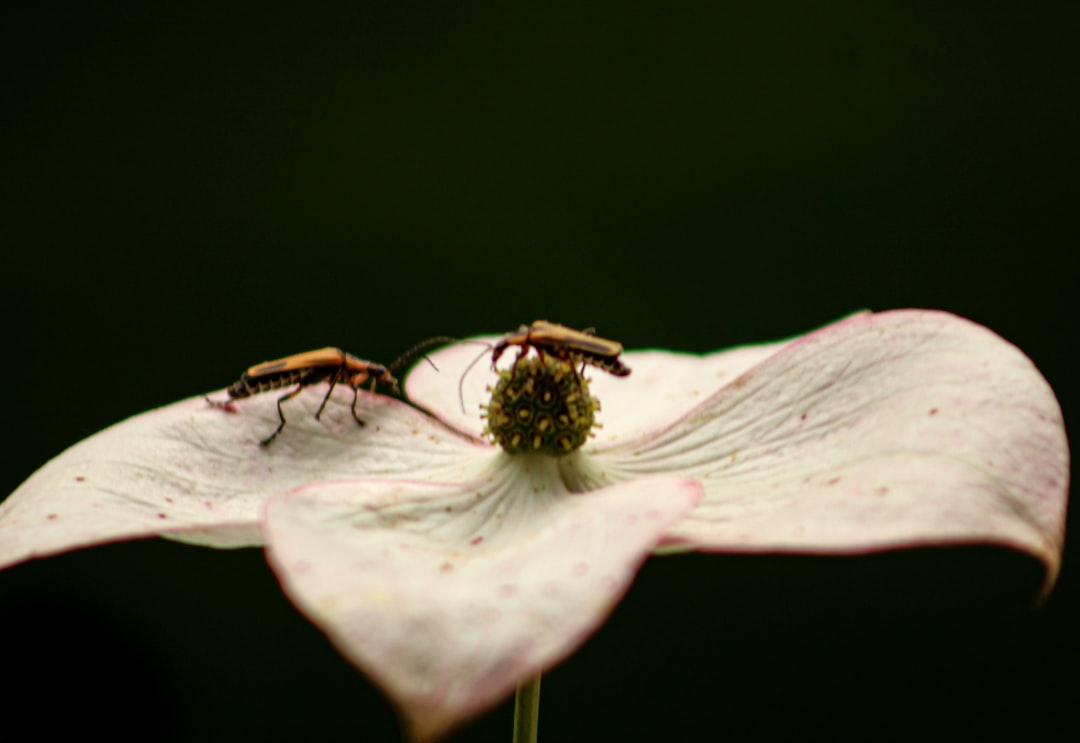 Cornus