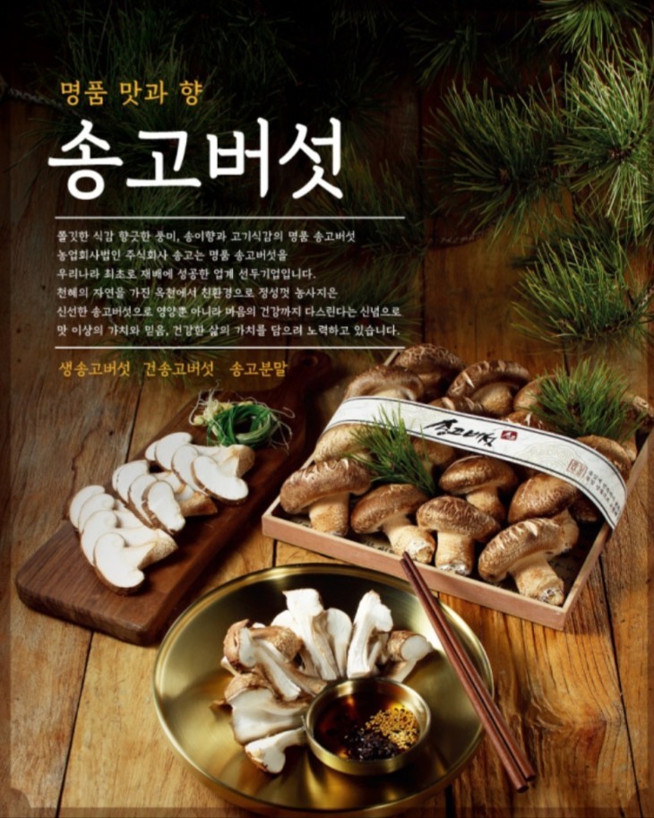 송고버섯이란?