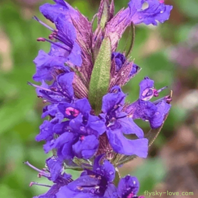 히솝 (Hyssop)&#44; 히솝 오일