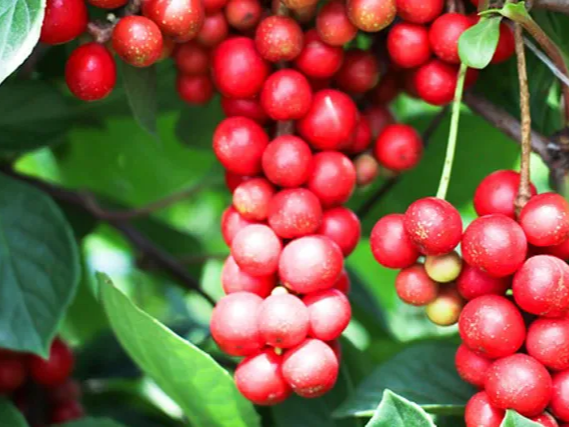 한방 건강주 오미자