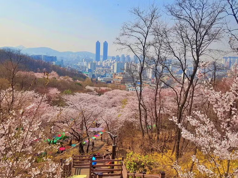 도당산 벚꽃 6