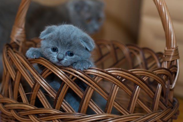 고양이-꿈-해몽-정리