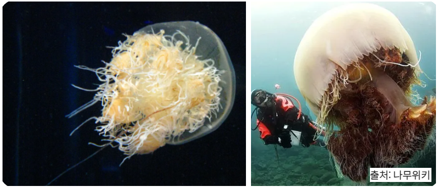 노무라입깃해파리 이미지