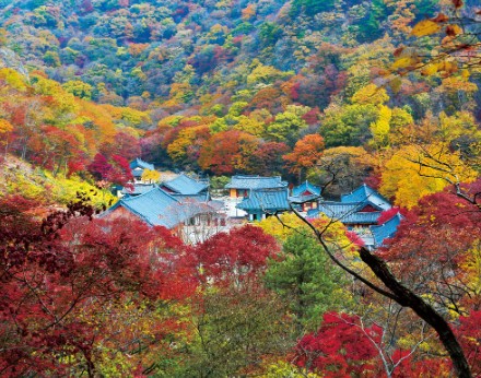 내장산-단풍축제