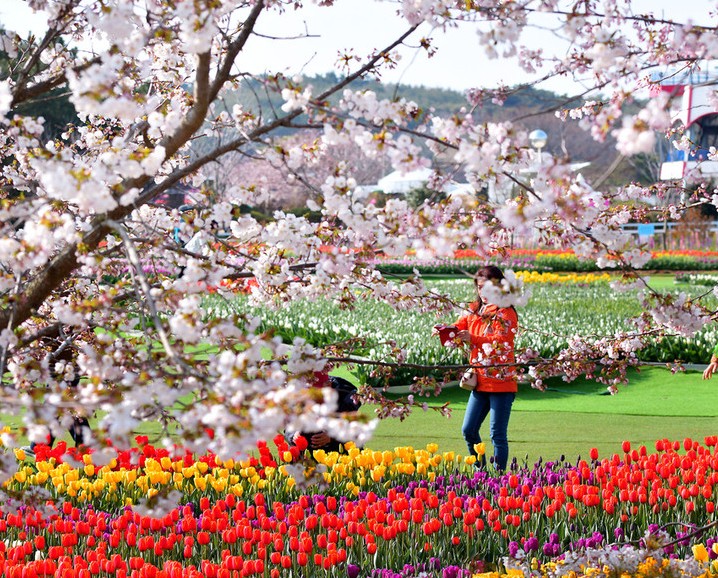 태안 튤립축제 기간 입장료 할인