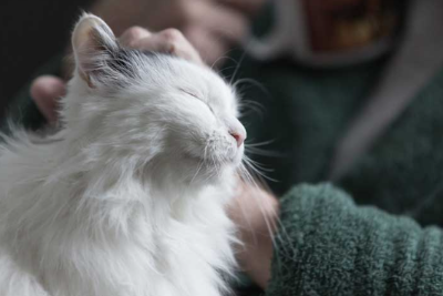 고양이의 나이를 인간으로 환산했을 때의 이미지 이미지