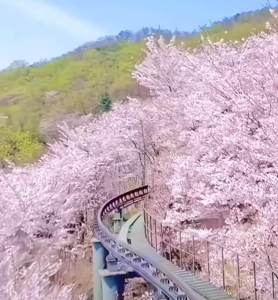 2025 화담숲 벚꽃 예약