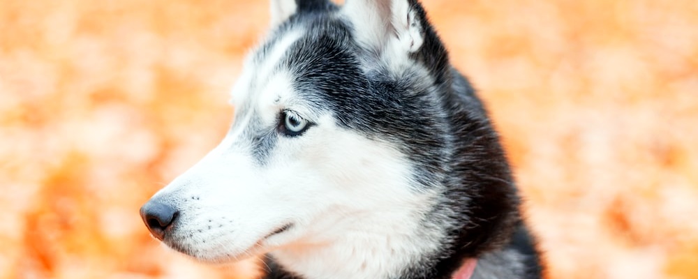 새끼 강아지 키우는법 5 이미지