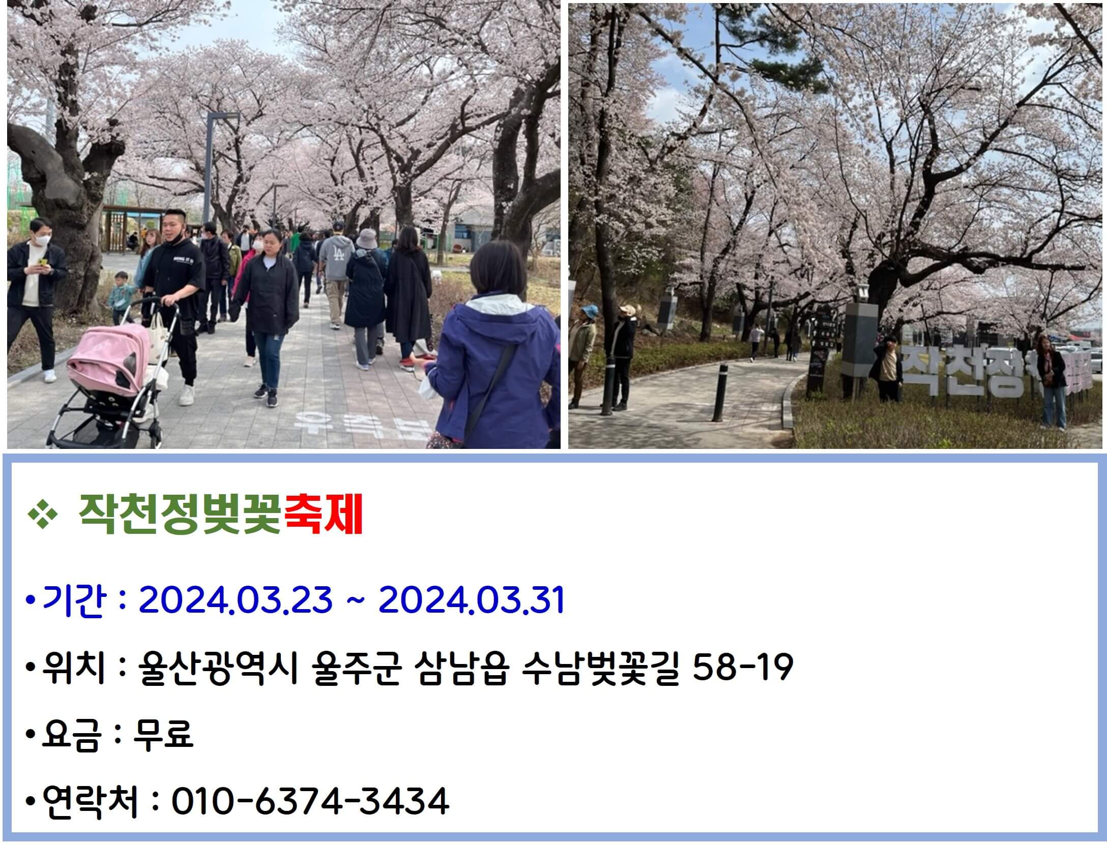 작천정벚꽃축제