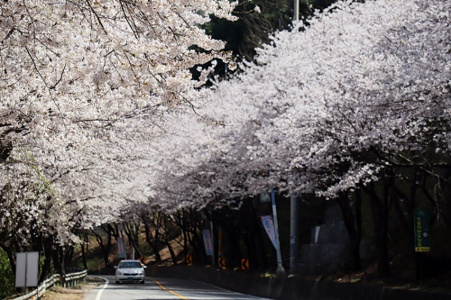 서울 근교 벚꽃 명소 추천, 드라이브 코스 BEST 5