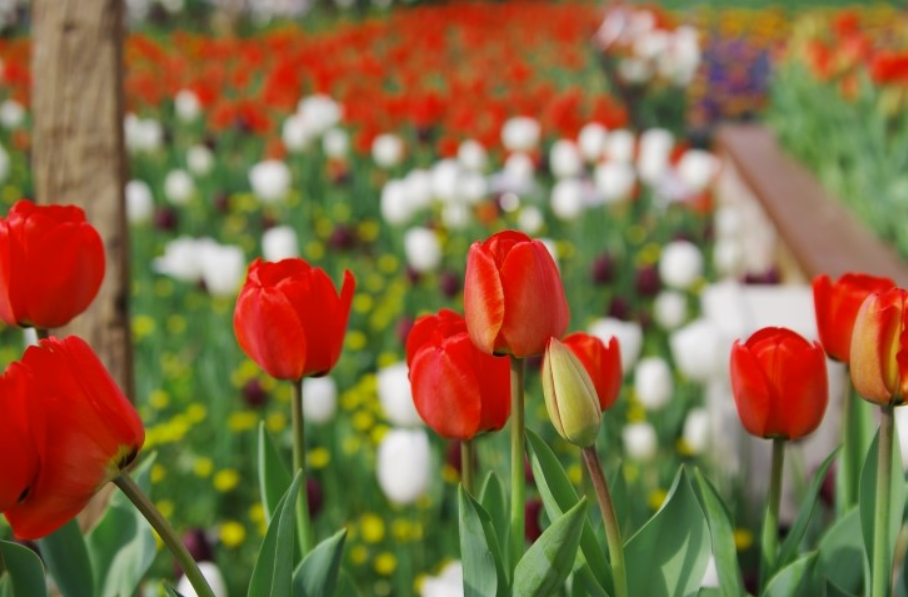 에버랜드 튤립 축제 꽃