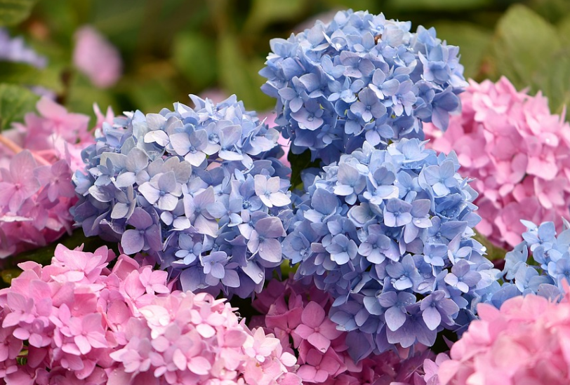 보라색과 분홍색 수국