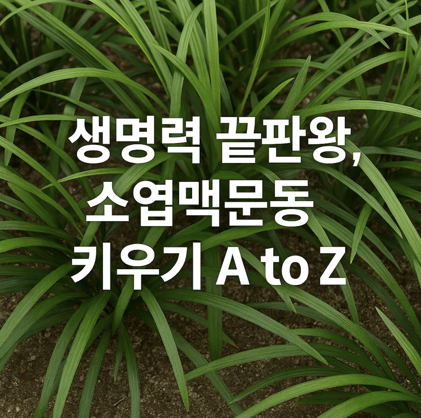 생명력 끝판왕, 소엽맥문동 키우기 A to Z
