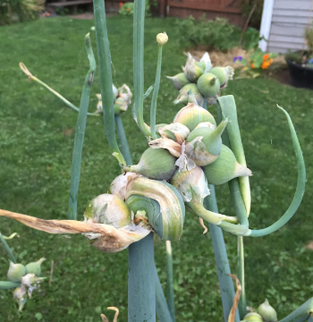 삼동파_주의사항