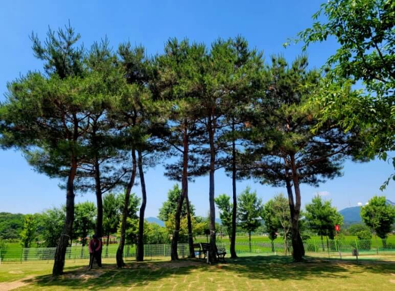 양주 나리공원 파크골프장 대표 소나무숲 티샷