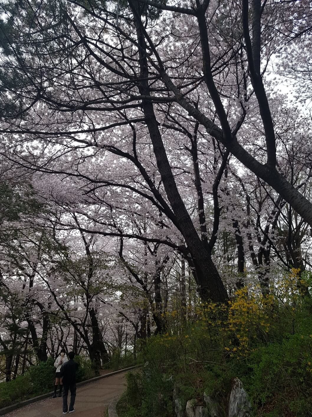 2025년 벚꽃 개화 시기와 벚꽃놀이 가성비 팁