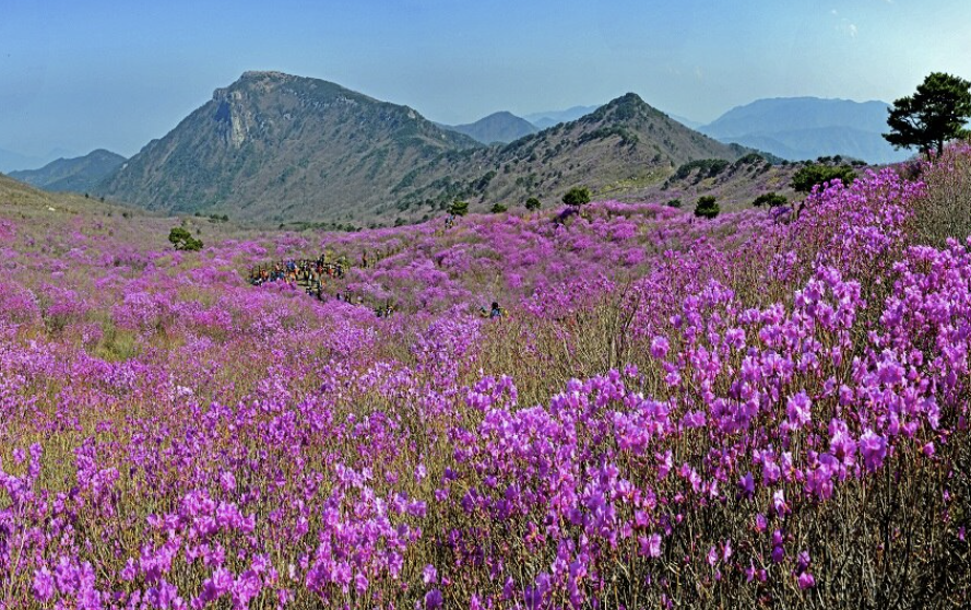 비슬산 사진입니다.