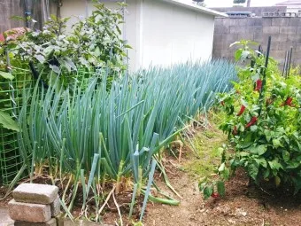 텃밭 대파 키우는 방법 파종 시기_16