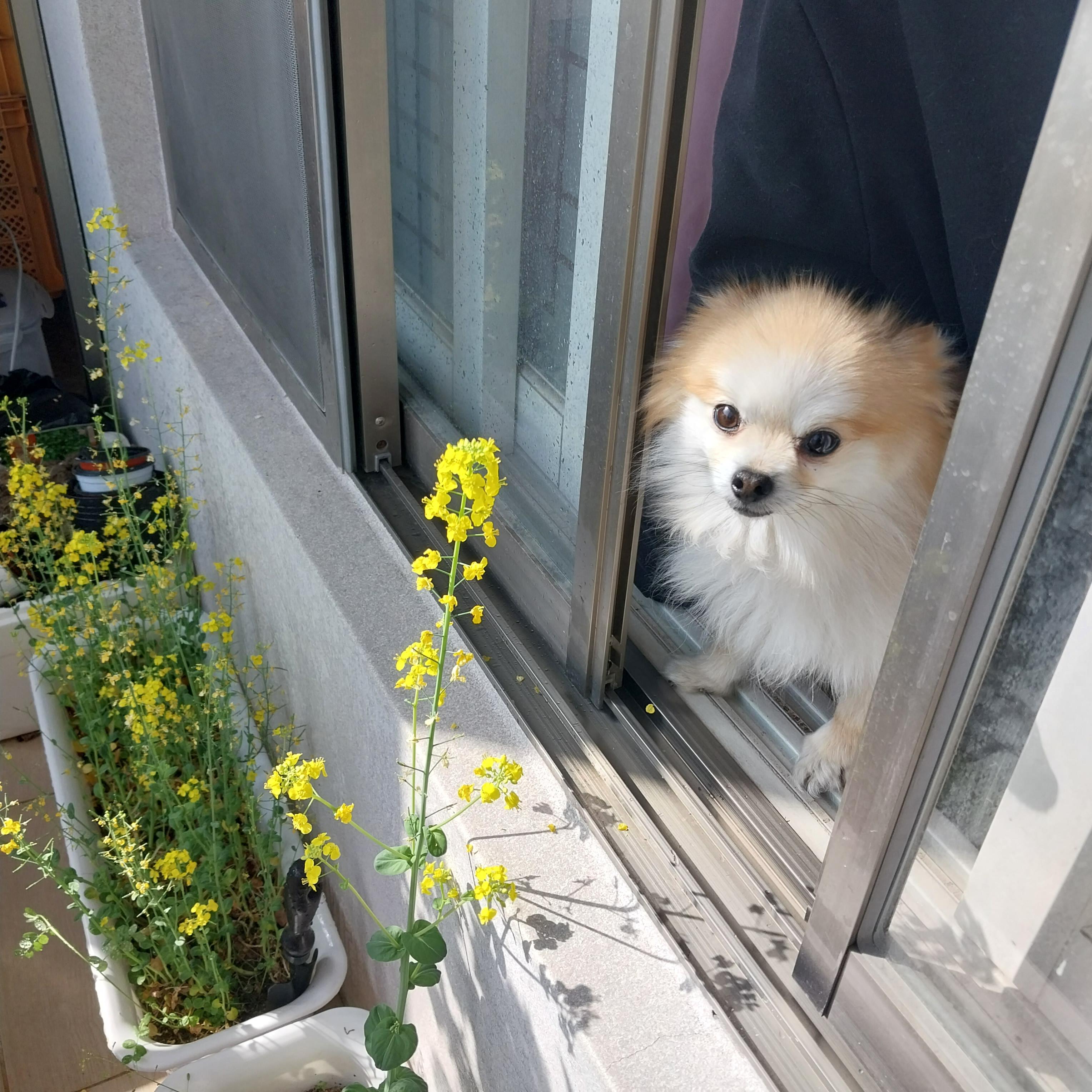 비를 기다리는 강아지