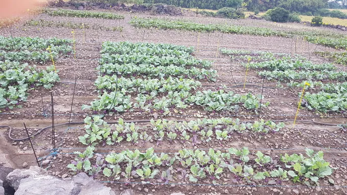 콜라비 재배 모종 선택 빛 관리 당도 높이기_4