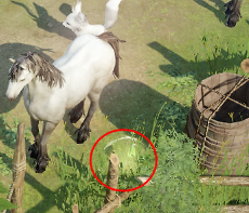 로스트아크 '푸른 바람의 섬'의 모코코 씨앗 위치