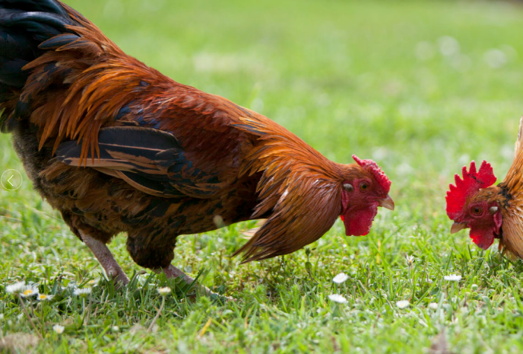 아침고요 동물원