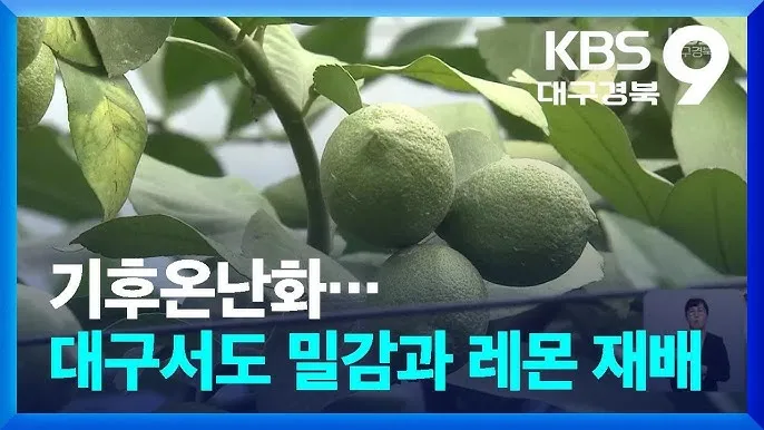 레몬 재배 화분 재배 실내 월동 가지 치기_6