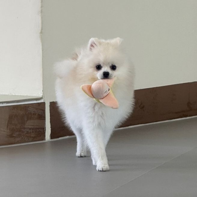 경기도 강아지 유치원 비용