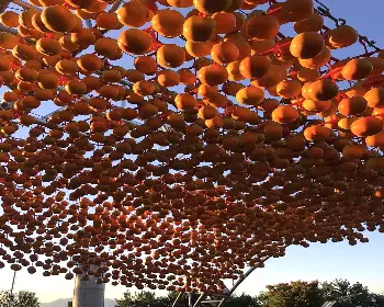 청도 반시축제_8