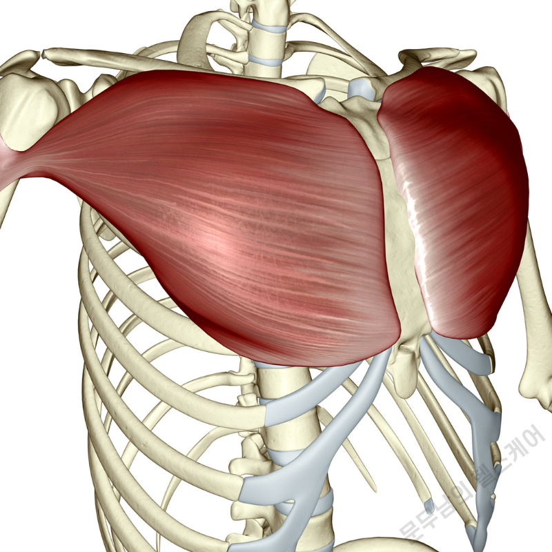 굽은등 라운드 숄더 스트레칭