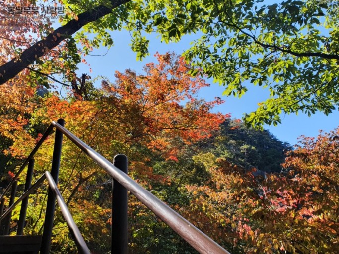 속리산 단풍시기